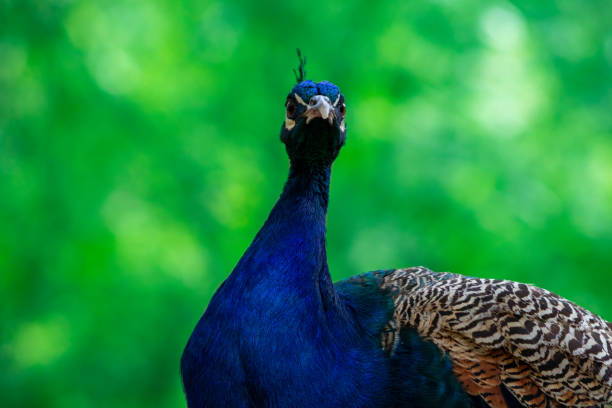 nahaufnahme des afrikanischen pfau, einem großen und hellen vogel. - close up peacock animal head bird stock-fotos und bilder