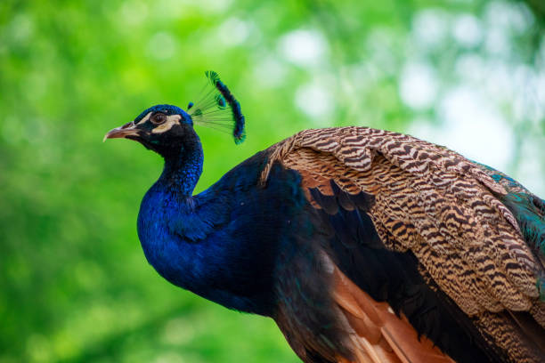 nahaufnahme des afrikanischen pfau, einem großen und hellen vogel. - close up peacock animal head bird stock-fotos und bilder