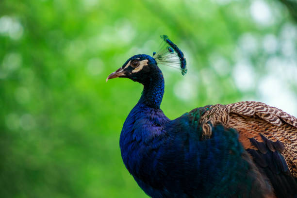 nahaufnahme des afrikanischen pfau, einem großen und hellen vogel. - close up peacock animal head bird stock-fotos und bilder