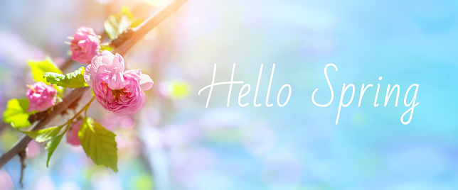 Beautiful nature scene with almond tree branch in bloom and blue sky in early spring. Delicate pink flower head in sunlight, close-up. Springtime blossom flowers banner with words Hello Spring.