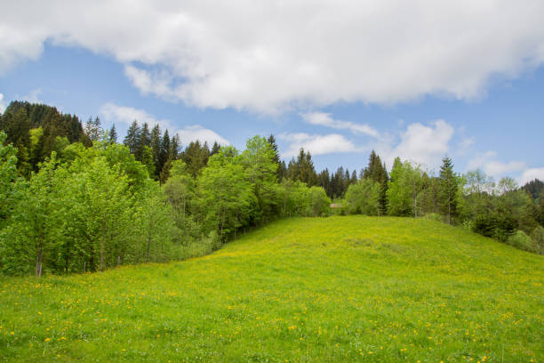A green meadow, forest and blue sky stock photo
