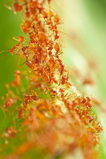 red ants climbing thailand  from isaan - kalasin city