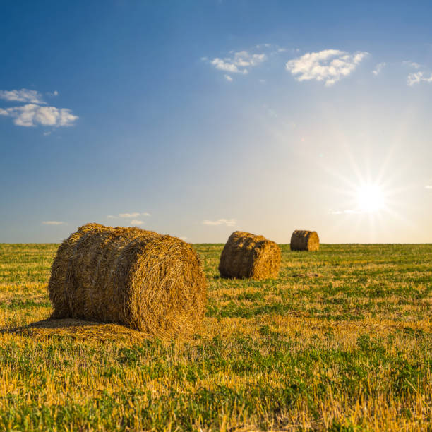 istock summer wheat field after a harvest evening scene 1294578590