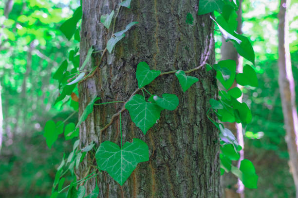 istock tree trunk covered with green ivy leaves close-up. Natural background 1294579504