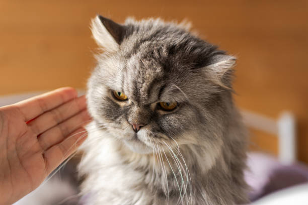 istock A disgruntled cat who has misbehaved, and his mistress scolds him. 1294579551