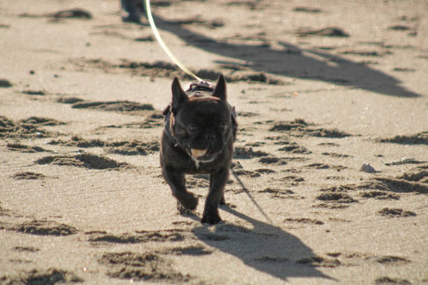 istock Little Dog on the beach 1294580578