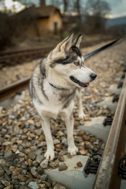 istock Siberian Husky dog with blue eyes 1294580591