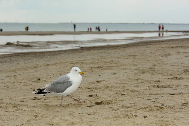 Gull stands on the sandy beach with sea and peoples in the background