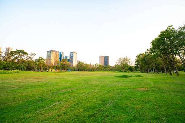 istock Beautiful green field with tree in city park 1294580752