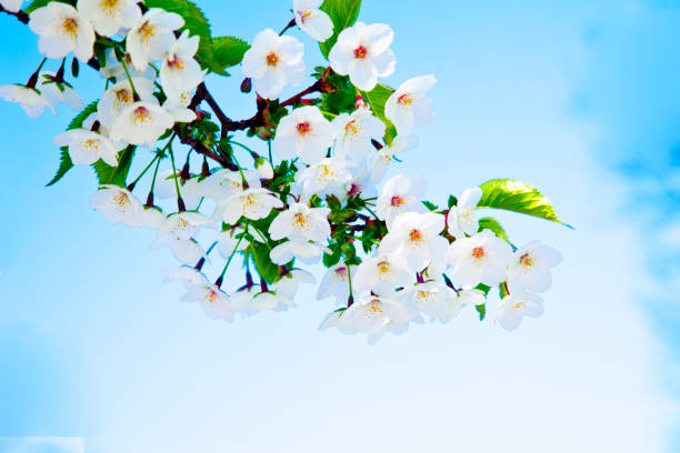 Cherry blossom against blue sky. Swedish spring.