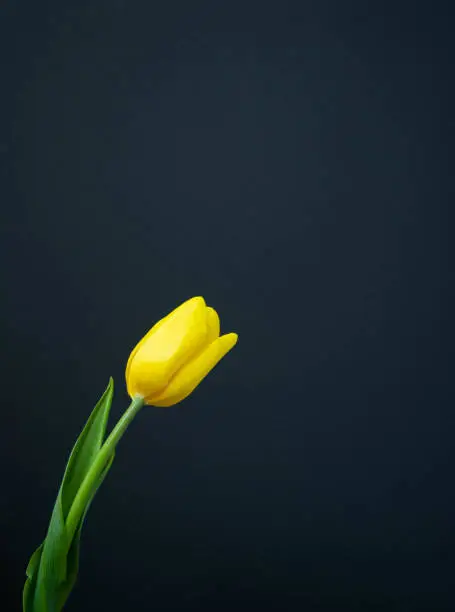 One beautiful fresh yellow tulip flower bud on black background. Greeting card. Flat lay. Copy space, template for lettering or text, minimal style.
