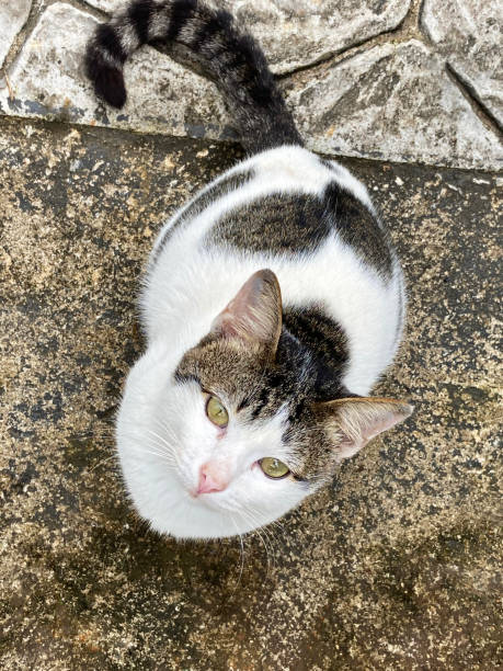istock cat sitting and looking to the above view. 1294582363
