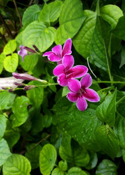 beautiful purple color flower found in a home garden in Kandy, Sri Lanka stock photo