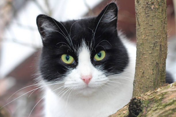 chat noir et blanc sur un arbre - white black tree fog photos et images de collection