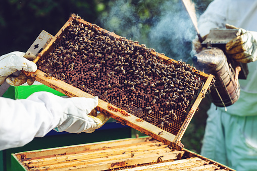 Beekeeper working collect honey