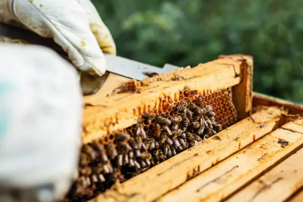 Beekeeper working collect honey