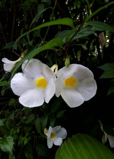 beautiful white color flower found in a home garden in Kandy, Sri Lanka stock photo