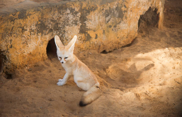 istock Fennec fox - desert fox with big ears Vulpes zerda sitting in the zoo 1294586084