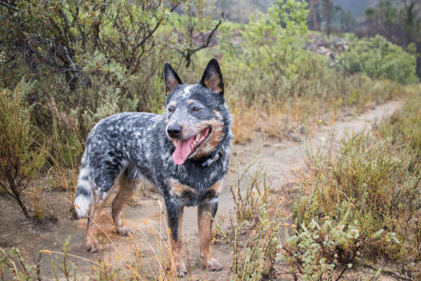 istock Young male Australian Cattle Dog 1294587246