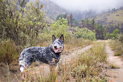 Young male Australian Cattle Dog (Blue heeler) standing on a dirt road looking back