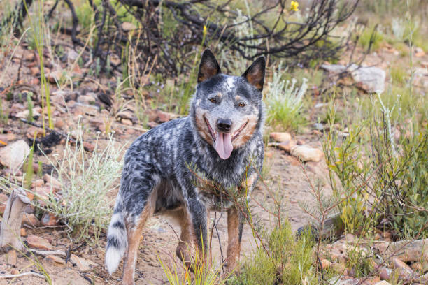 istock Young male Australian Cattle Dog 1294587291