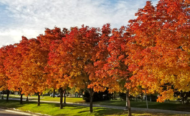 istock Autumn trees in the park. 1294588999