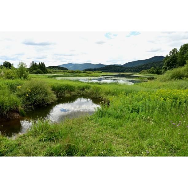 Image from Lake Cerknica Image from Lake Cerknica cerknica lake stock pictures, royalty-free photos & images