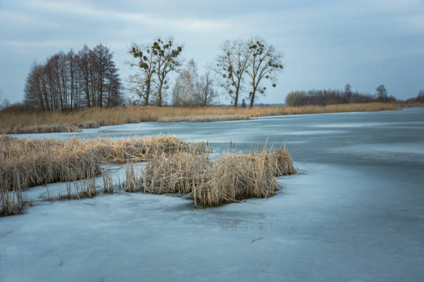 istock Frozen lake with dry reeds, trees on the shore 1294589321