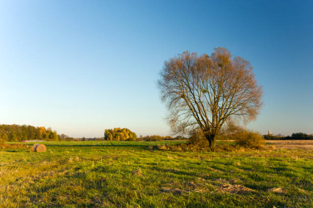 istock Large tree without leaves growing in the meadow 1294589329