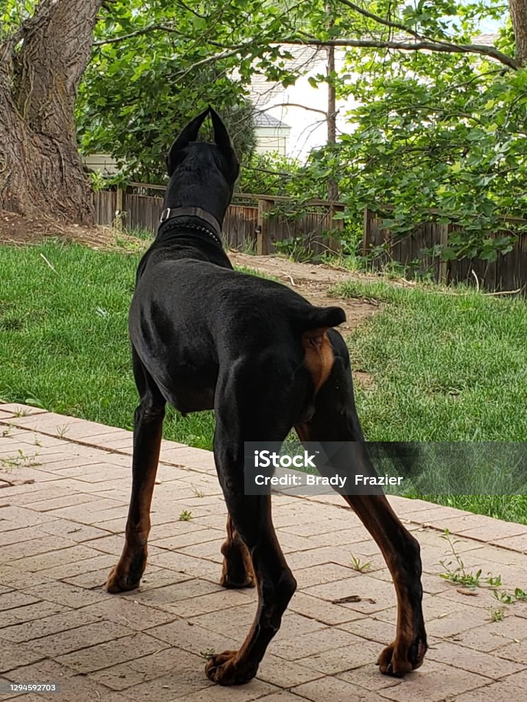 Doberman Alertness Stock Photo