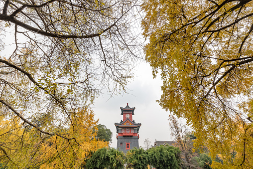 Chengdu, Sichuan province, China - December 7, 2019 : Clock tower in Huaxi Sichuan University medicine campus with yellow gingko trees in the foreground