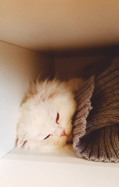 istock Portrait of a cute, white fluffy cat, sleeping under a gray blanket 1294598696