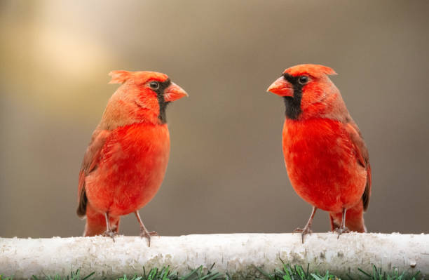 cardeais do norte vermelho olhando uns para os outros - cardeal do norte - fotografias e filmes do acervo