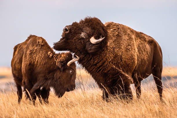 istock Male Bison Bucks Head Over Female 1294601807