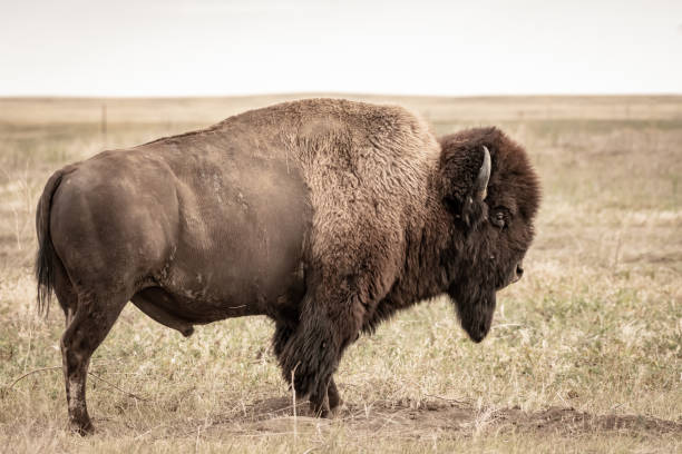 istock Male Bison with Profile in Late Summer Field 1294601827