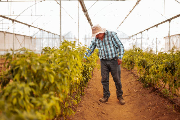 istock Farmer at greenhouse looking at plants 1294602415