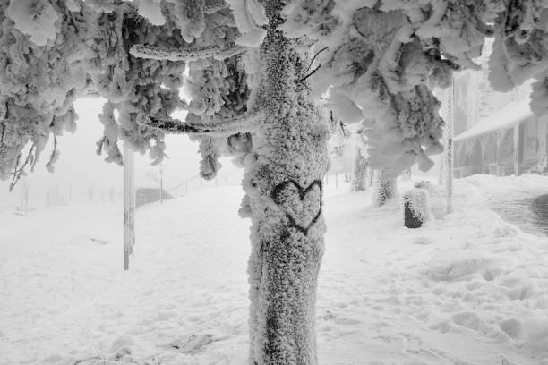 Heart drawing on snow covered tree trunk in winter scenery. Love confession concept.\nPhoto taken at Mummelsee in the Black Forest, Germany on January 04 2021.