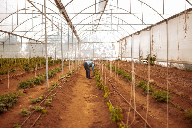 istock Man working inside of greenhouse 1294604171