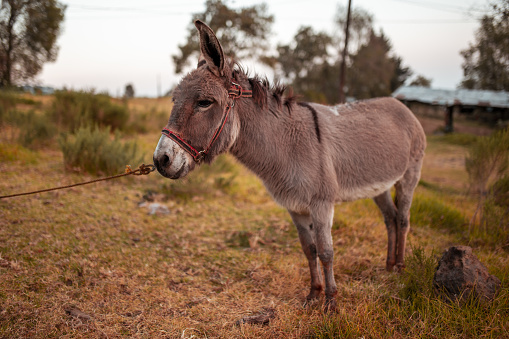 Más de 100 imágenes de burro | Descargar imágenes gratis en Unsplash Más de 100 imágenes de burro | Descargar imágenes gratis en Unsplash