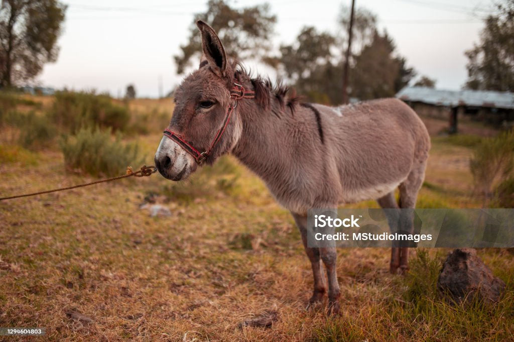 Donkey in the field Donkey Stock Photo