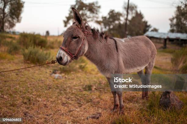 Donkey In The Field Stock Photo - Download Image Now - Donkey, Brown, Mexico