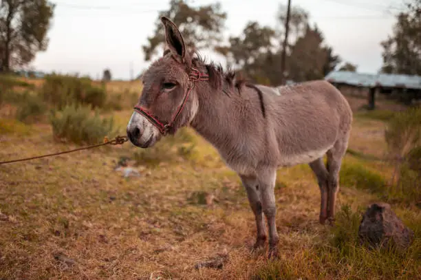 Photo of Donkey in the field