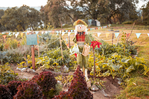 An autumn scene with bales of hay, scarecrows, pumpkins, and gourds.