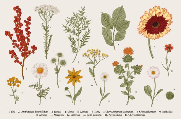 illustrazioni stock, clip art, cartoni animati e icone di tendenza di set floreale autunnale - botanical illustration