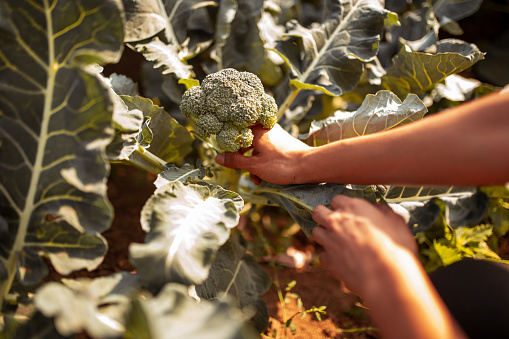 Photo of human hand picking broccoli