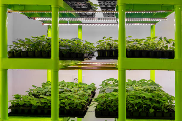 istock Artificial lighting stands with small paulownia seedlings. Sterile laboratory for growing ornamental shrubs and trees. 1294606377