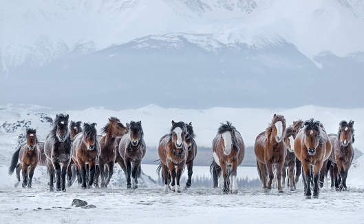 Herd Of Running Free Grazing Unsuited ( Bay, Sorrel ) Mongolian Horses With Fluttering Manes And Tails.Frost On The Skin.Frozen Red Horses With Hoarfrost Wool. Mountain Landscape With Brown Stallions