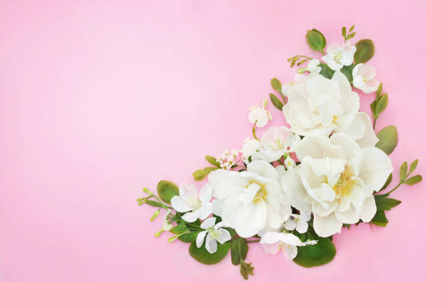 istock Spring blossoming tulips, springtime white flowers bouquet background 1294606579