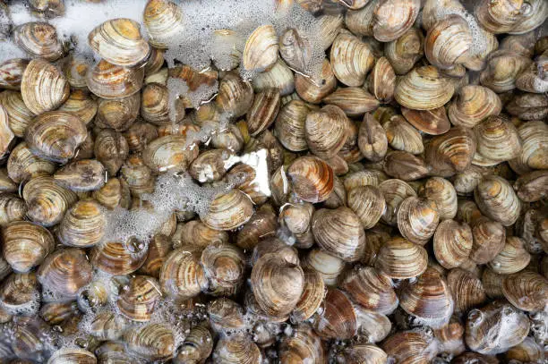 Photo of Calm shellfish seafood soaked in water