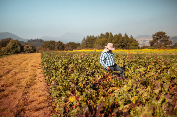 istock Man walking on the beet field 1294607411